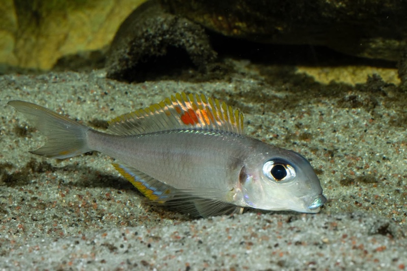 Xenotilapia nigrolabiata 'Chituta Bay'